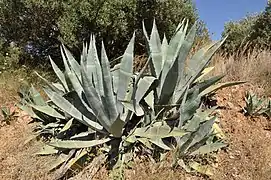 Maguey (Agave americana), en el Valle del Mezquital.