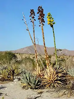 ...En cambio en Agave la inflorescencia es determinada.