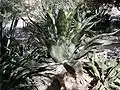 Agave inaequidens ssp barrancensis