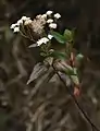 Ageratina kupperi