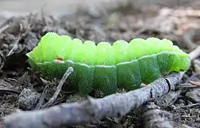 cuarto estadio de la larva