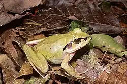 Aglyptodactylus madagascariensis