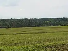 Campos de soja en Hohenau 3