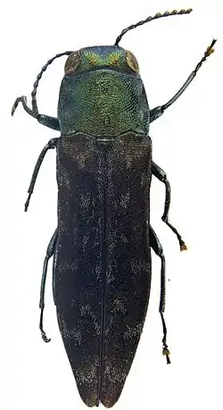 Agrilus alesi