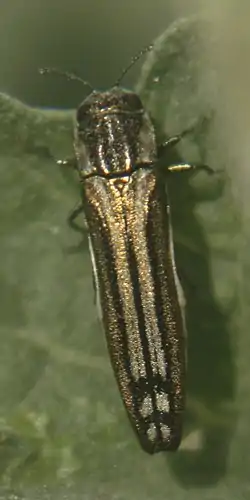 Agrilus aureus