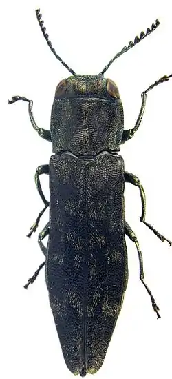 Agrilus auriventris