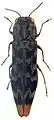 Agrilus auroapicalis