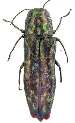 Agrilus connexus holotipo
