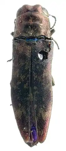 Agrilus evinadus lectotipo