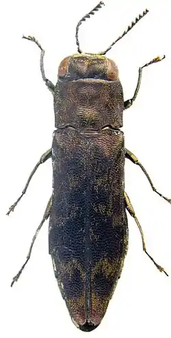 Agrilus horniellus