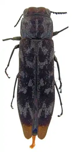 Agrilus laurenconi holotipo
