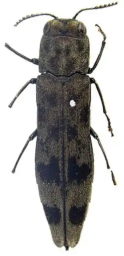 Agrilus perroti