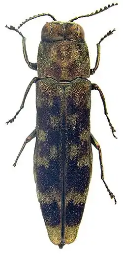 Agrilus zanthoxylumi