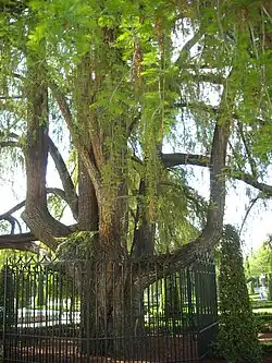 Ahuehuete (Ciprés Calvo) en el Parterre del Retiro.