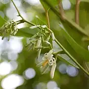 'Alangium chinensis