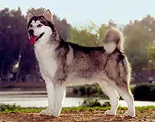 Alaskan Malamute(Alaska)