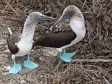 Dos Alcatracez Patiazules, un macho y una hembra (derecha), se les distingue porque la hembra tiene la pupila del ojo más dilatada.