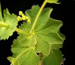 Estípulas opositifolias (unidas entre sí abrazando al tallo) y foliosas, en Alchemilla mollis.