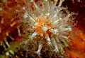 Alcyonium acaule