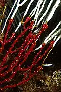 Parerythropodium coralloides