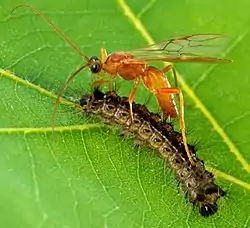 Aleiodes indiscretus parasitando a una larva de polilla gitana