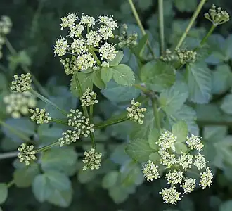 Smyrnium olusatrum