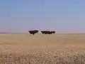 Campos de trigo del Bajo Alentejo