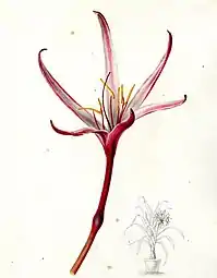 Crinum amabile