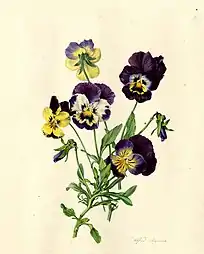 Viola (variedades de jardín) de lutea y curtisii