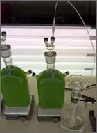 Un biorreactor de algas para producción de hidrógeno.