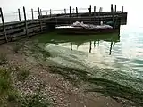 Proliferación algas toxicas