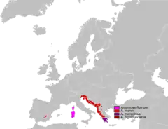 Mapa de distribución del género Algyroides.