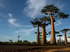 Avenida de los baobabs.