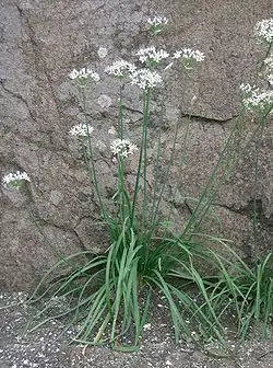 Escapos en Allium tuberosum.