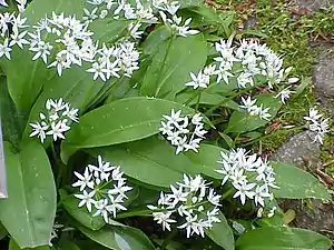 Hábito de una alióidea. Nótese la inflorescencia umbelada al final de un escapo, las flores no son grandes.