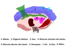 Anatomía.