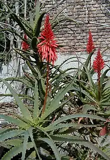 Aloe arborescens.