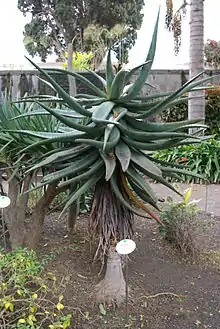 Aloe ferox.