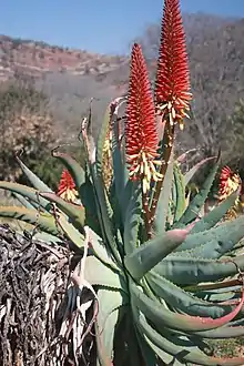 Aloe mutabilis Walter Sisulu NBT.