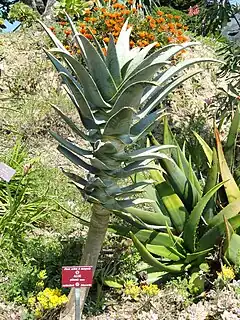 Aloe pillansii