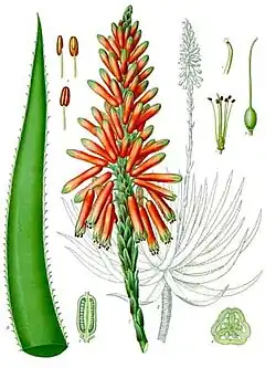 Aloe succotrina Lam.