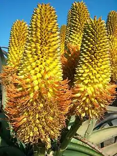 Aloe thraskii; endémica de Maputalandia-Pondolandia-Albania