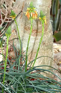 Hábito de Aloe, notar las hojas suculentas y la inflorescencia de crecimiento indeterminado.