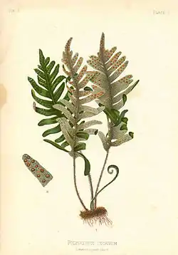 Pleopeltis polypodioides