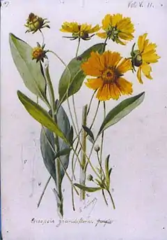 Coreopsis grandiflora.