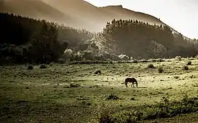 Áreas de campiña en la zona precordillerana.