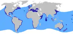 Distribución confirmada (azul oscuro) y sospechada (azul claro) del tiburón azotadorCompagno, L.J.V. (2002). Sharks of the World: An Annotated and Illustrated Catalogue of Shark Species Known to Date (Volume 2) (en inglés). Food and Agriculture Organization of the United Nations. pp. 86-88. ISBN 92-5-104543-7. 