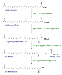 Alfa-oxidación del ácido fitánico.