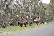 Un pequeño grupo de caballos pastando al lado de un camino pavimentado,