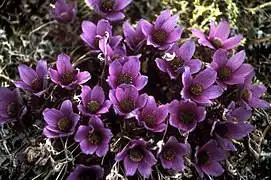 Flor de la pulsatilla